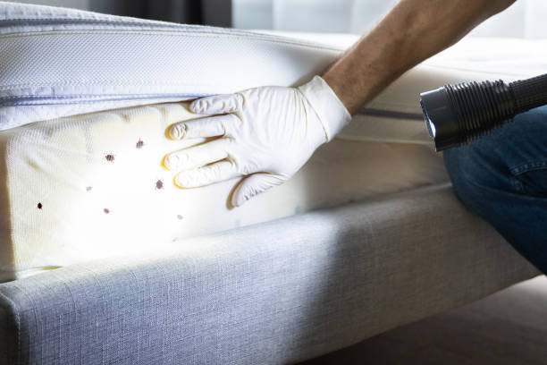 Best Termite Control Services  in Lula, GA