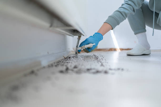 Best Termite Control Services  in Lula, GA